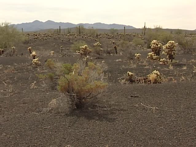 Sonoran desert