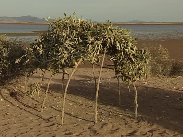 Native building a hut in Shark island