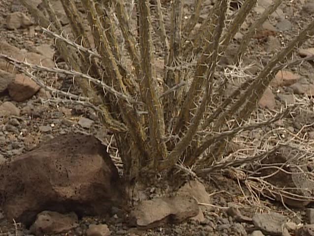 Sonoran desert
