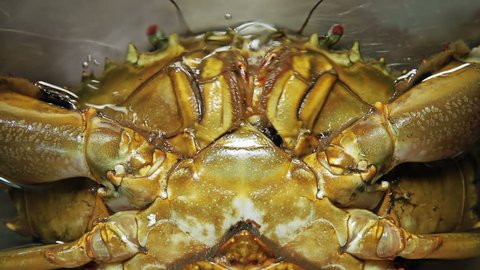 Live shellfish, mud crab trying to survive, breath in captivity