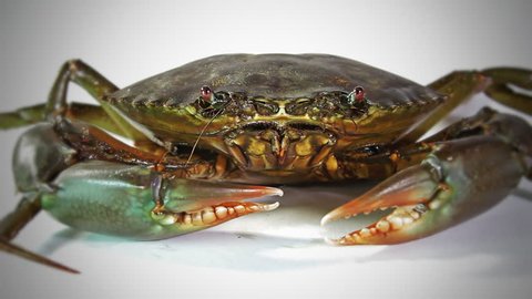 Live shellfish, mud crab trying to survive, breath in captivity