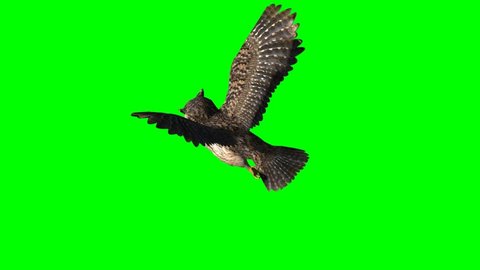 Barking Owl Ninox Connivens Flight Flying Stock Photo 616496885 ...