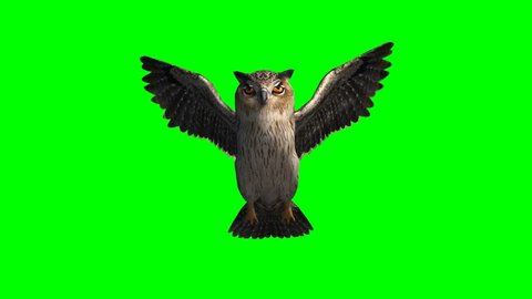 owl in glide flight -  green screen