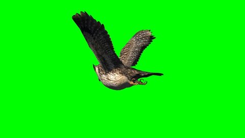 owl in glide flight - separated on green screen