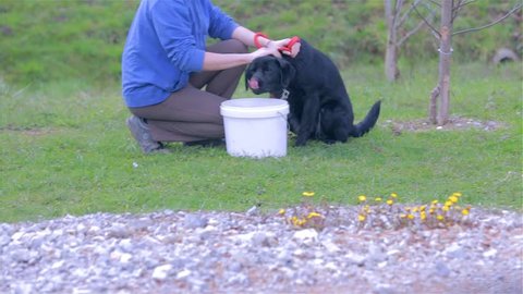 Owner Cleaning Dog on Grass With Water