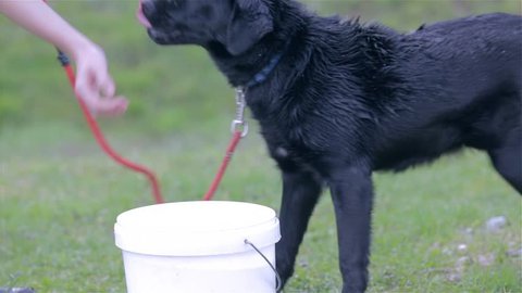 Black Labrador Being Washed Up