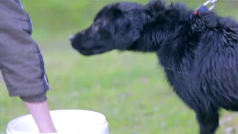 Washing Labrador Dog While Dog is Watching Someone