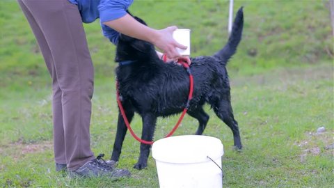 Cleaning Young Labrador Dog With Water