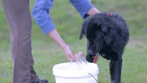 Cleaning Black Labrador
