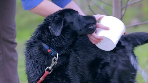 Cleaning Labrador Dog Black Fur