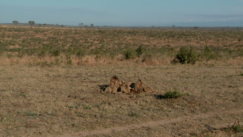 A lion pride eating a fresh kill 