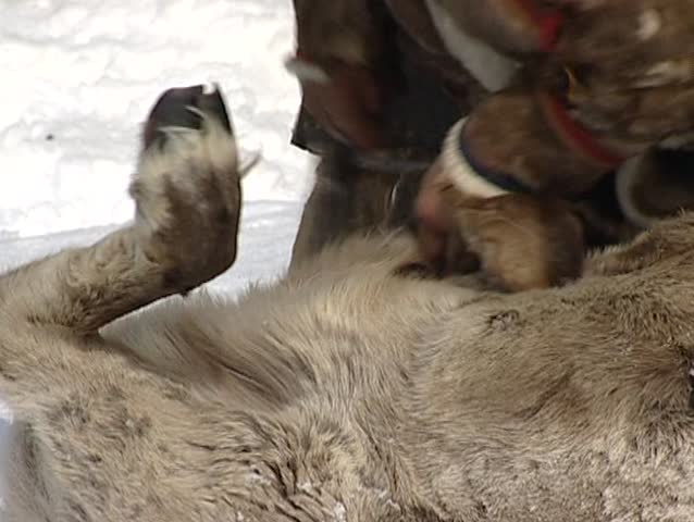 Nenets reindeer skinning
