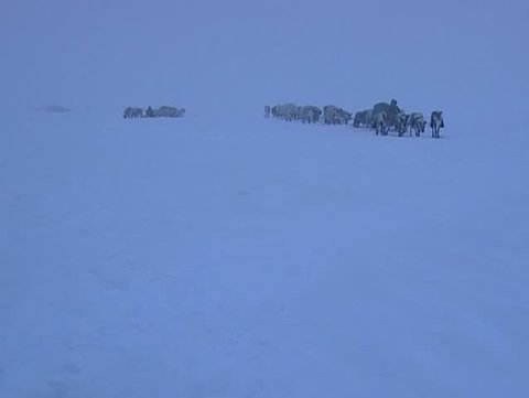 Nenets moving his camp to another place. Traveling in queue through the snow