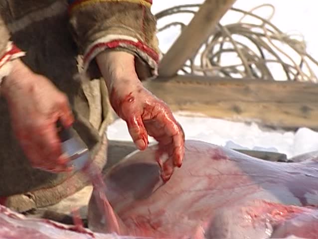 Nenets reindeer skinning