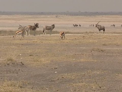 A Cory Bastard Walks Among Stock Footage Video 100 Royalty Free Shutterstock