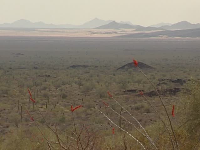 Sonoran desert