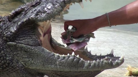 Tamers take money from inside the crocodile's mouth during a presentation