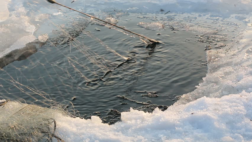 Pike caught with winter fishing nets