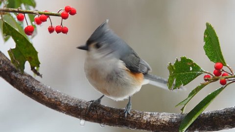 Tufted Titmouse (Baeolophus bicolor) , February in Georgia. Slow motion, 1/2 natural speed.