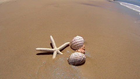 Wave washes over a starfish and two different shells on the beach.