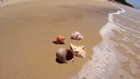 Waves wash over four different shells on the beach and washes them away.