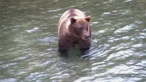 Kamchatka brown bear hunts in the river for sockeye 
