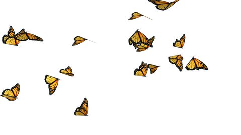 Computer generated butterflies with alpha channel