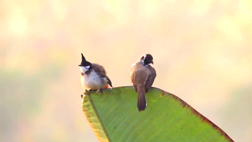 Birds Cleaning Themselves On a Stock Footage Video (100% Royalty-free