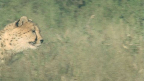 Cheetah running disappears into tall grass