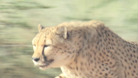 Cheetah running in slow motion from behind bushes