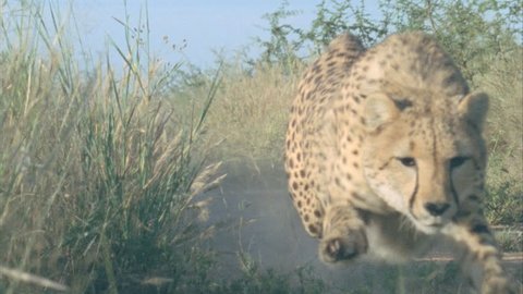 cheetah running straight for camera crouching chasing after bait
