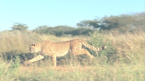 cheetah blasts out of grassy bank runs and disappears into tall grass