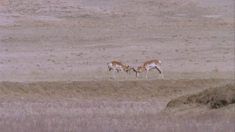 two young male pronghorn rutting