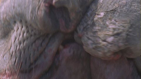 two scarred bloody elephant seal males fighting