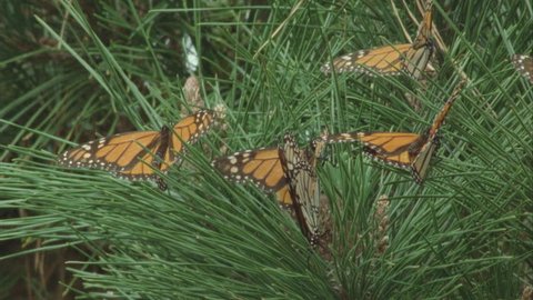 large cluster of monarchs on pine needles fluttering