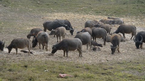 Family buffalo grazing grass in the field.