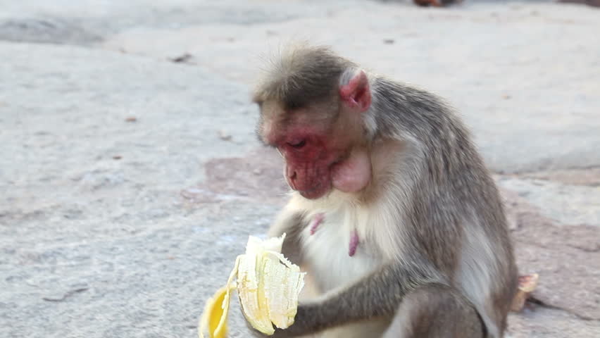 Baboon Eats Baby Gazelle Alive