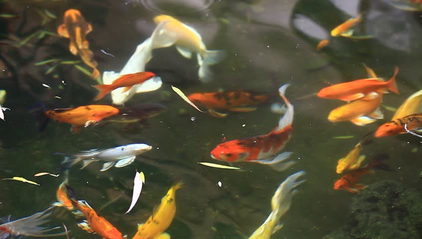 koi fish swimming around pond Stock Footage Video (100% Royalty-free ...