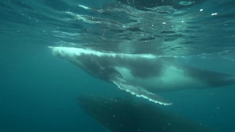humpback whales, mother and calf around tahiti, south pacific