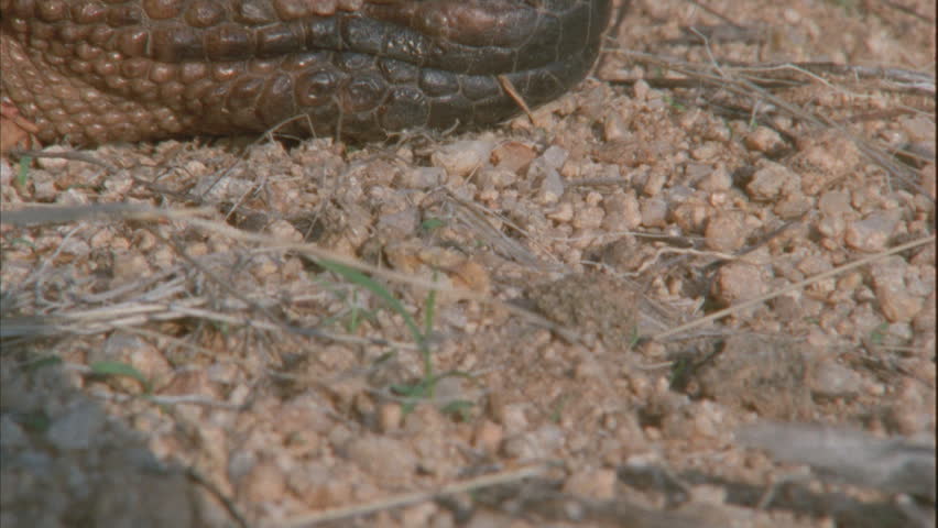 profile head of lizard