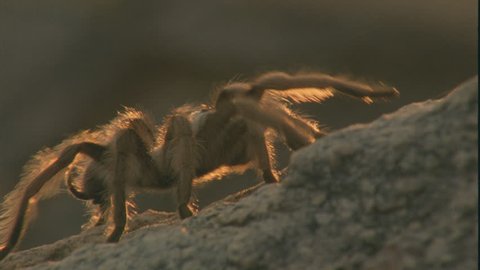backlit tarantula walking along rock