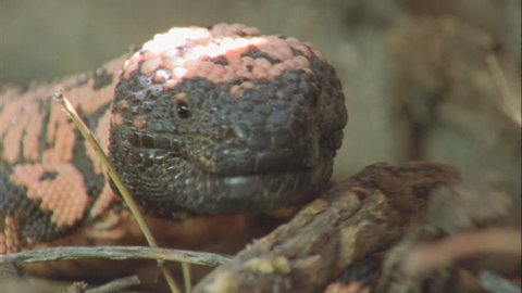 Gila Monster facing camera flicking tongue in and out whilst in burrow.