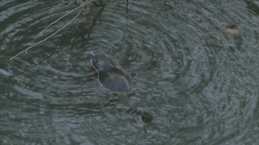 surface shots, platypus swimming and diving at base of tree truck