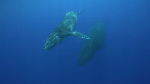 Humpback whales, mother and calf around the islands of Tahiti