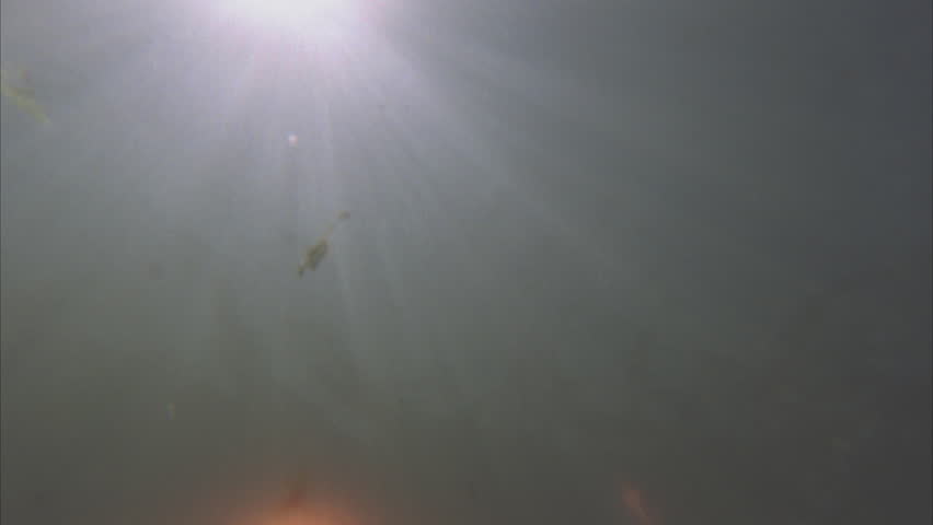 two dolphins swimming straight to camera, sun overhead.