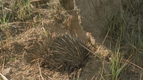 echidna digging at base of termite mound, view from rear