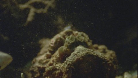 stonefish, facing camera as mullet swim past
