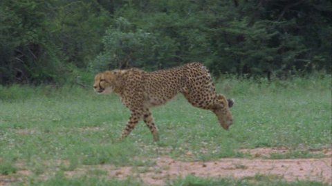 of cheetah running in open area. cheetah moving through foliage