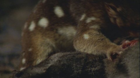 shakes head, Quoll's body as it feeds on wallaby carcass