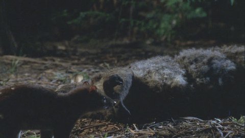 Quoll feeding on wallaby carcass